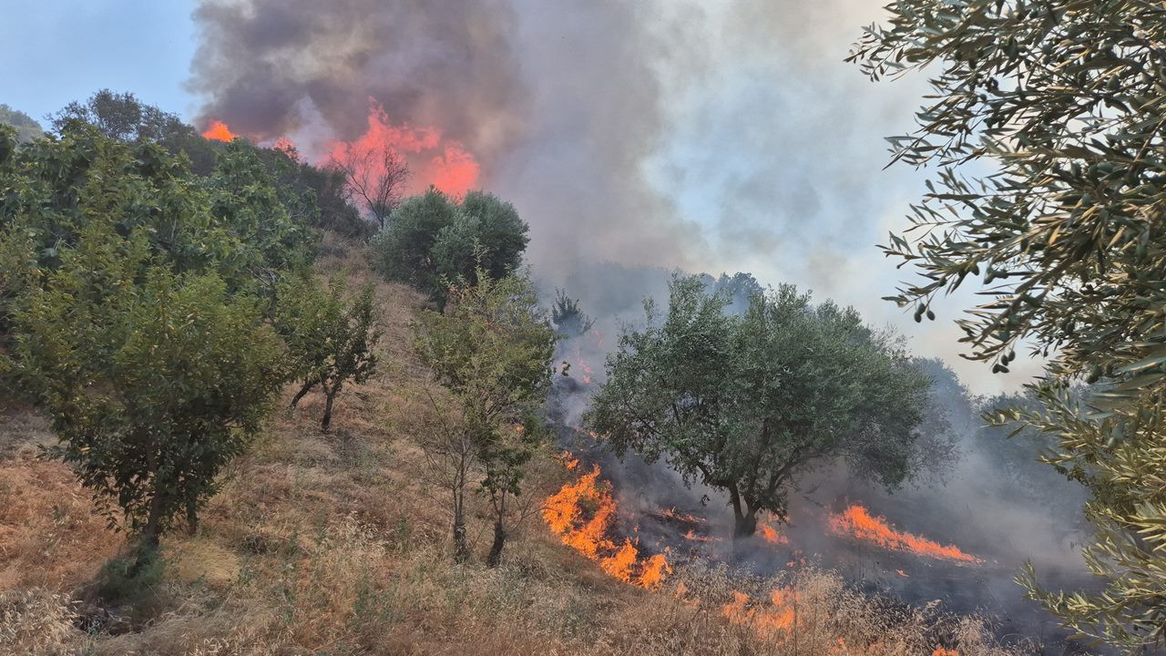 SON DAKİKA: Manisa Turgutlu’da orman yangını!