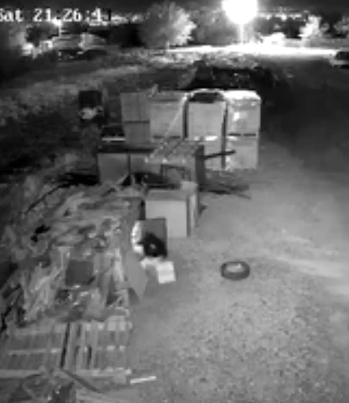 elazigda guvercin hirsizligi guvenlik kamerasinda AT2lq5P1.jpg