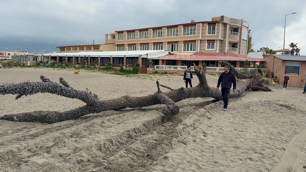 Sahile Vuran 15 Metrelik Çam Ağacı İlgi Odağı Oldu