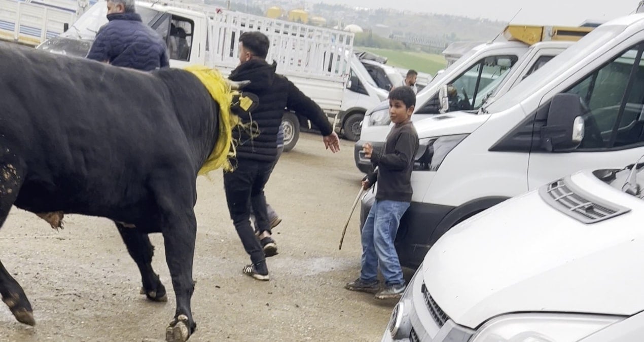 Kurbanlık Boğa Pazar Yerinde Kaos Yarattı