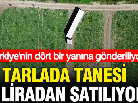 Tarlada tanesi 5 liradan satiliyor turkiyenin dort bir yanina gonderiliyor pRIY73yF