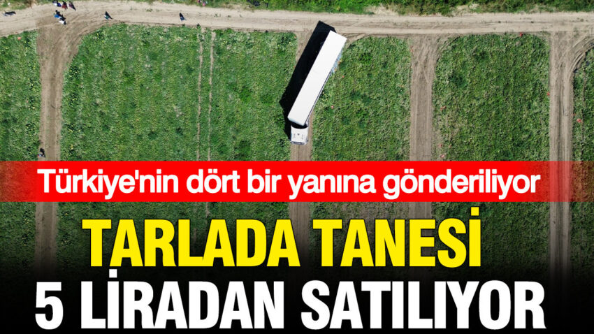 Tarlada tanesi 5 liradan satiliyor turkiyenin dort bir yanina gonderiliyor pRIY73yF